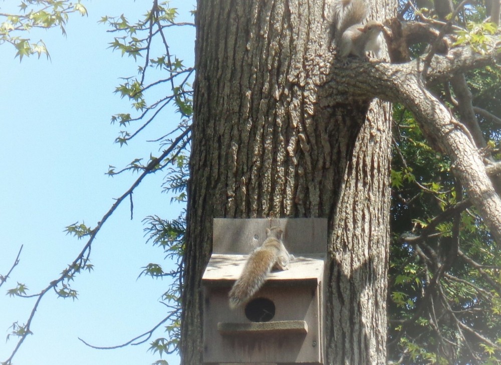 SQUIRREL HOUSE, SQUIRREL NESTING HOUSE, Wood