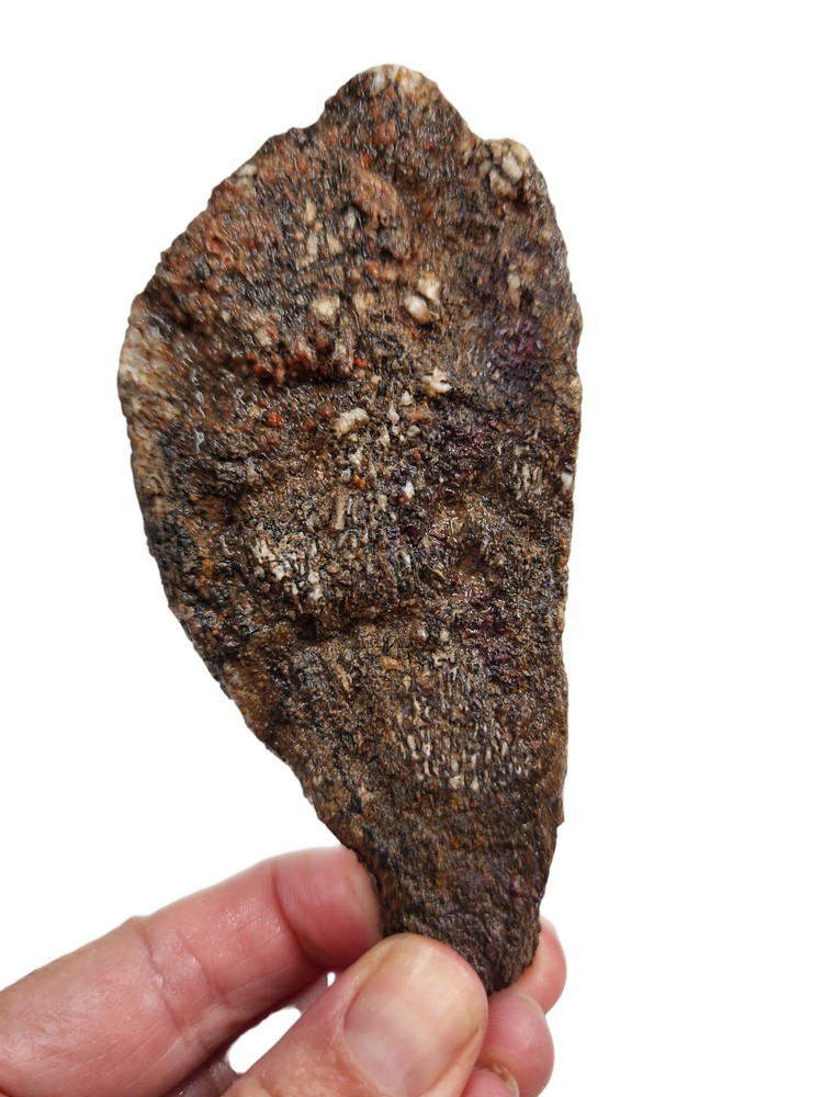 Dinosaur Gem Bone Faced Rough 74.3 grams.