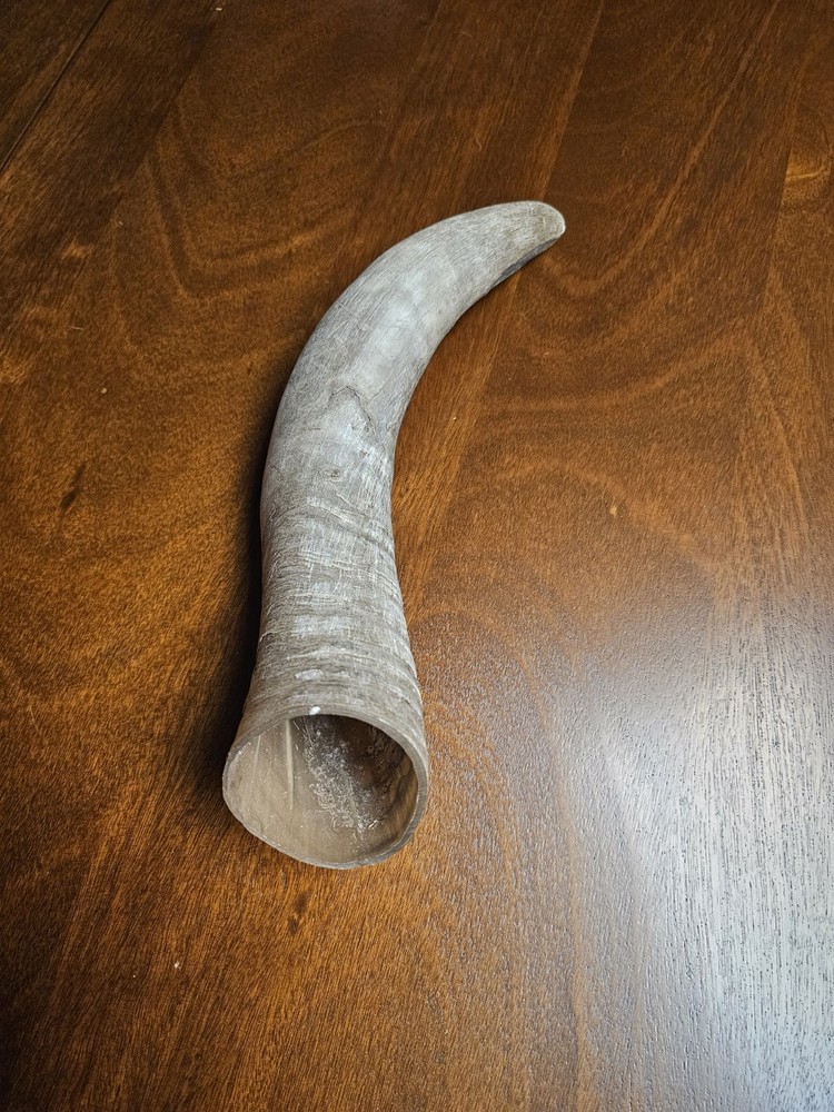 Horn from Cow in Texas