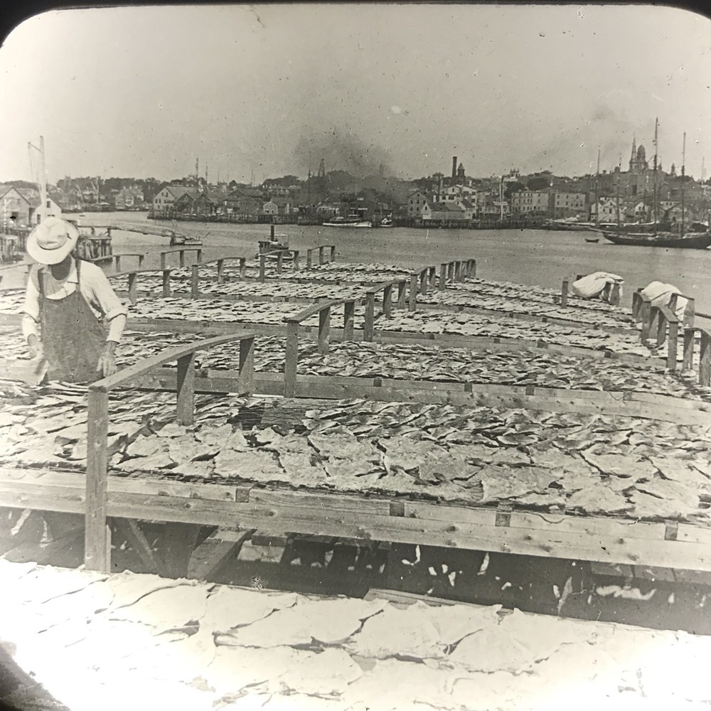 Vtg Keystone Magic Lantern Slide Codfish Gloucester Massachusetts Docks