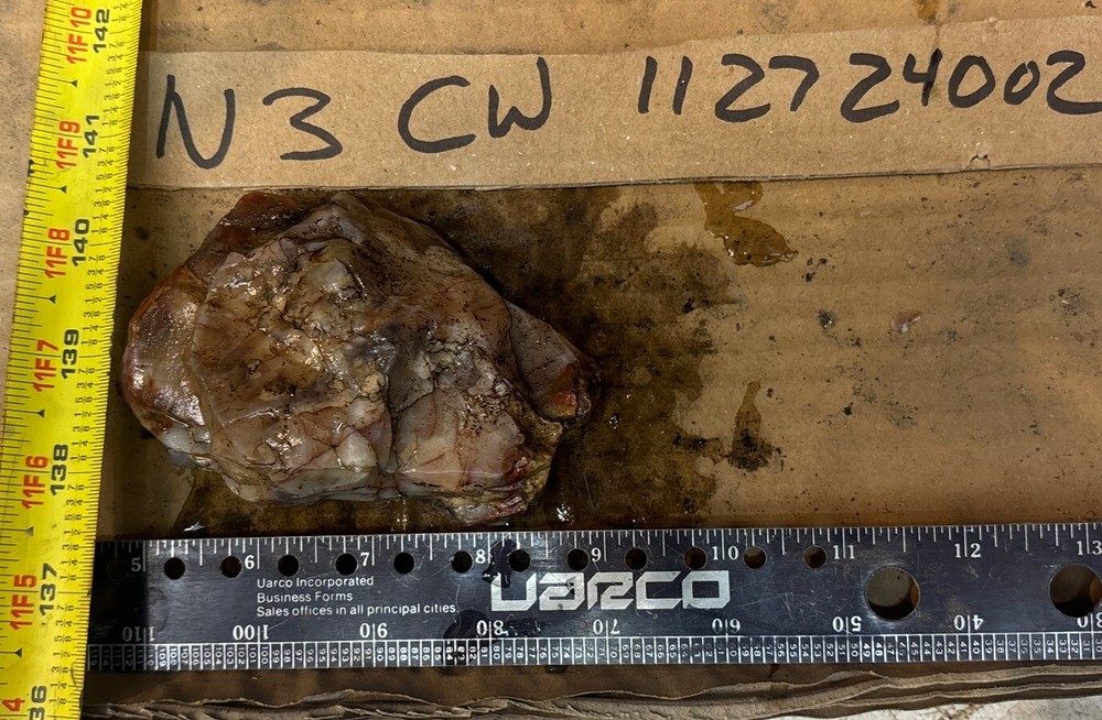 Colorful petrified wood
