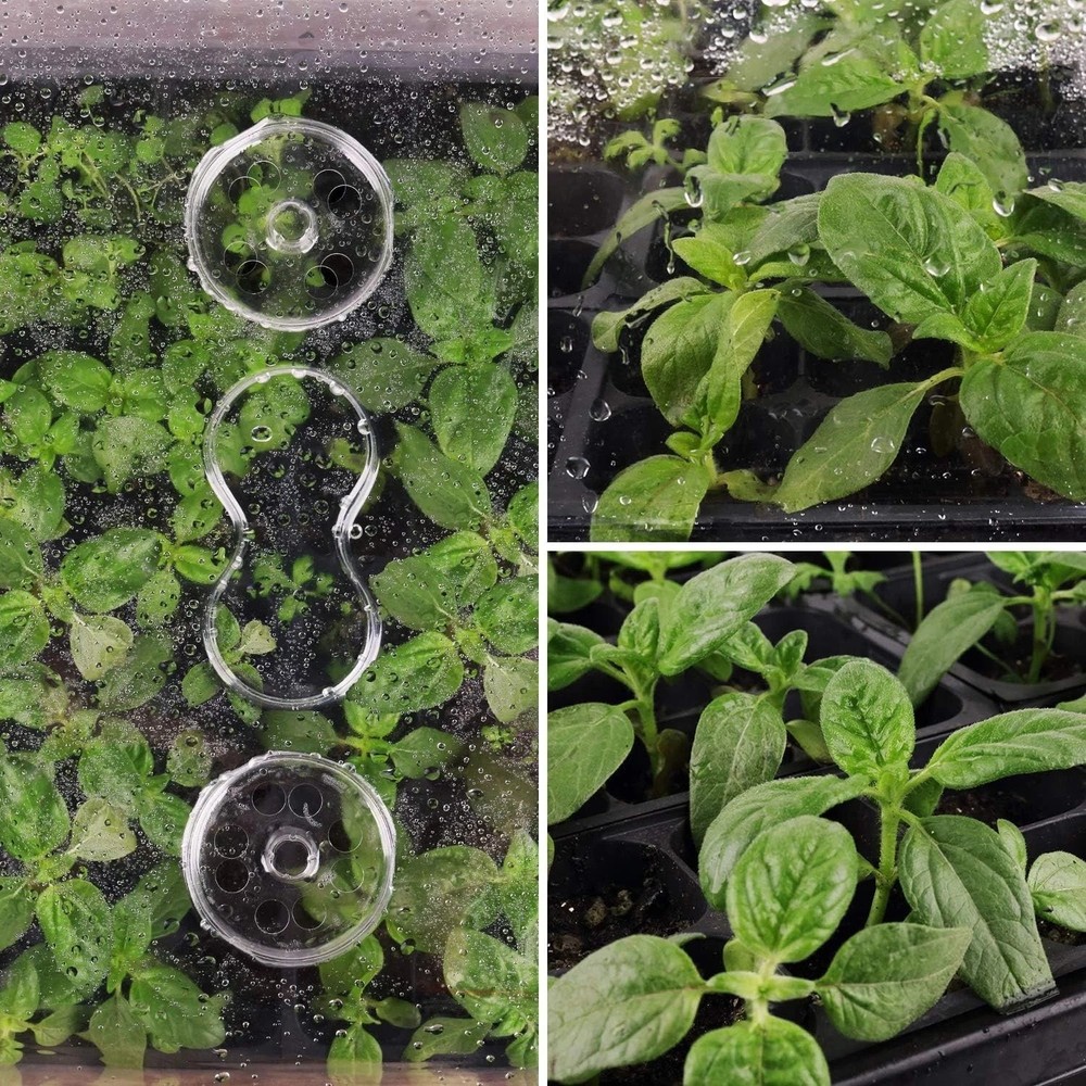 Durable Seed Starter Trays with Matching Domes for Growing Herbs and Vegetables