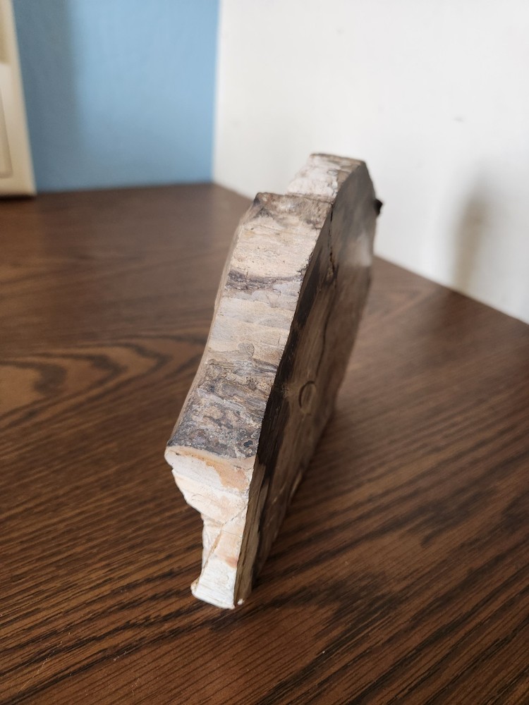 Petrified Wood Rough Cut Slab