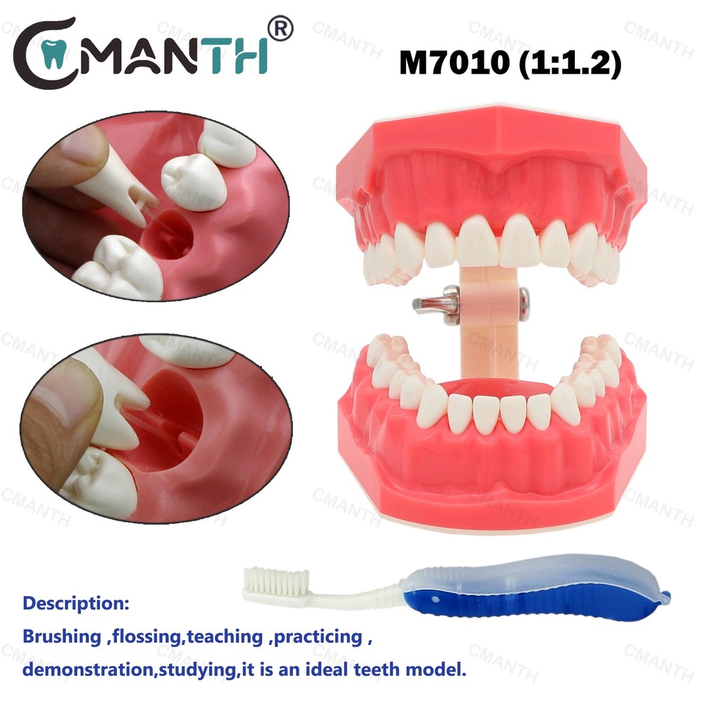 Dental Standard 1:1 Teeth Model With Fixes Braces Brushing Flossing Practice