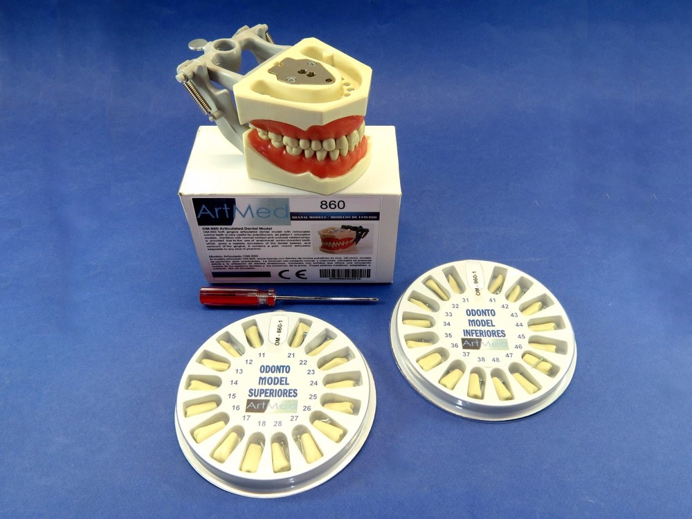 Typodont 860 Dental Universal Plate Training Replacement Teeth Upper Lower Kit