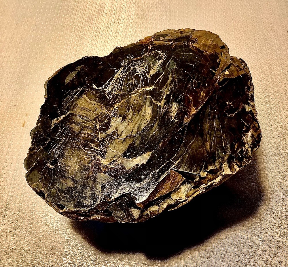 Large Rare Blue Forest Petrified Wood