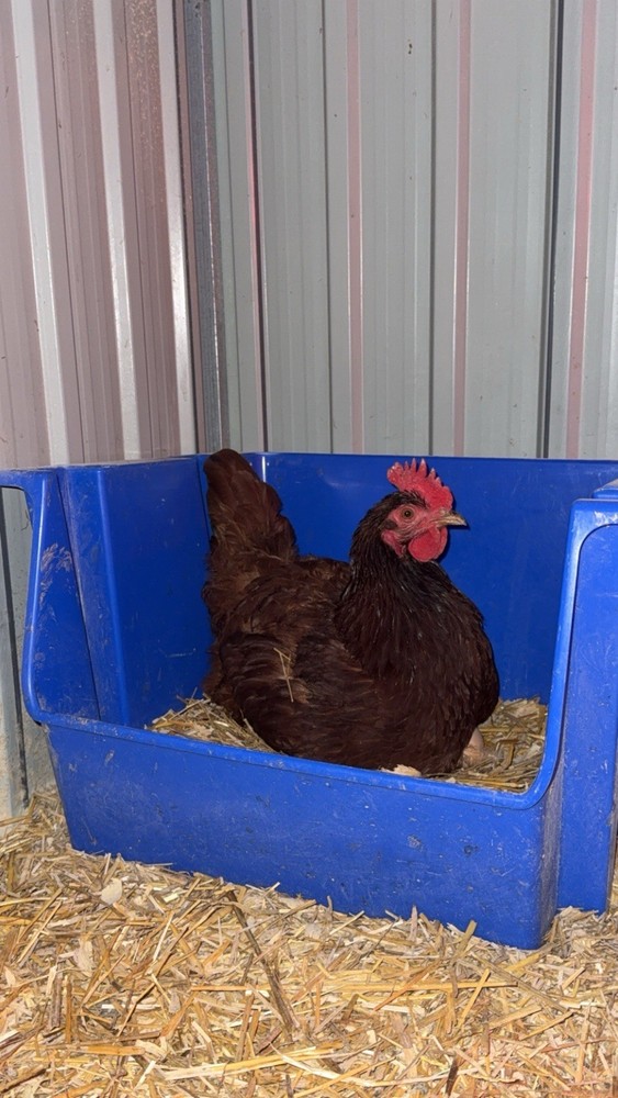 Rhode Island Red Hatching Eggs 6+