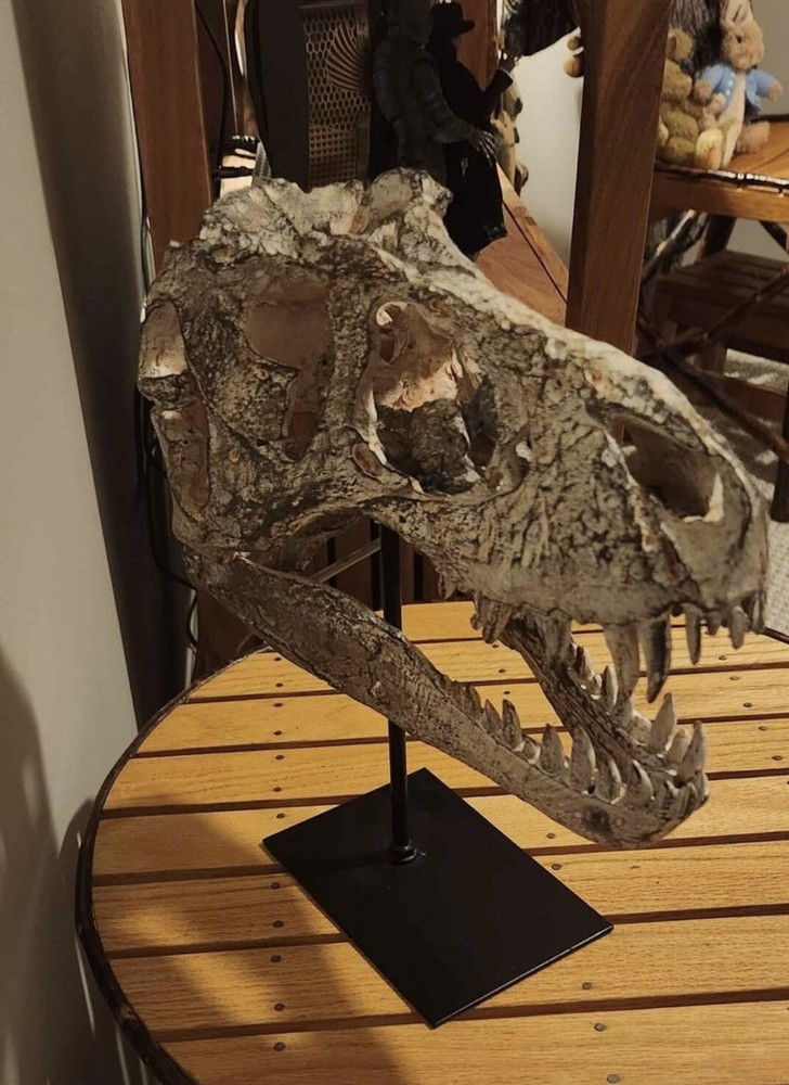 T-Rex Replica Skull
