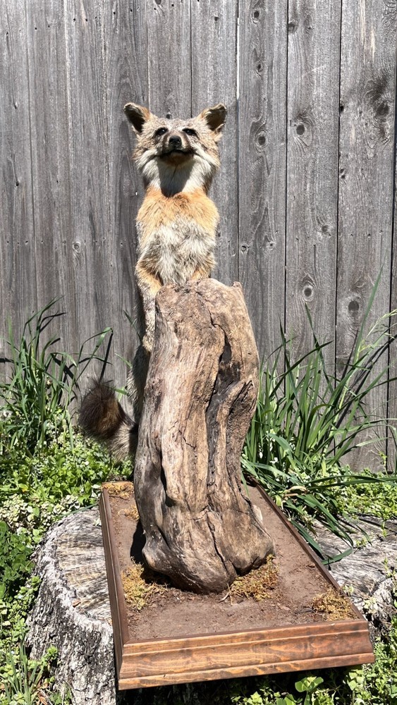 Vintage Grey Fox Taxidermy Mount