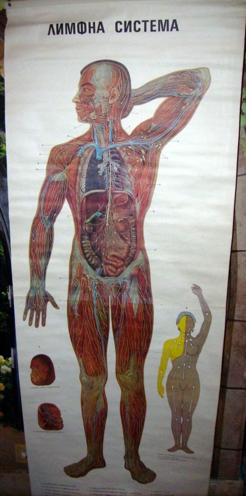 VINTAGE FULL BODY LYMPHATIC SYSTEM EDUCATIONAL PULL DOWN WALL CHART ANATOMY