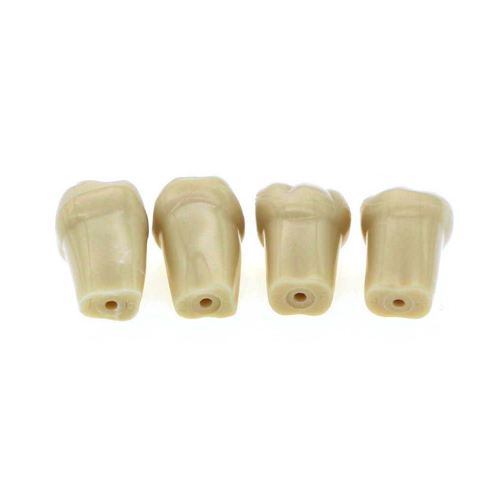 Dental Replacement Frasaco AG3 Type 32PCS Teeth Kit Model Screw-in Typodont