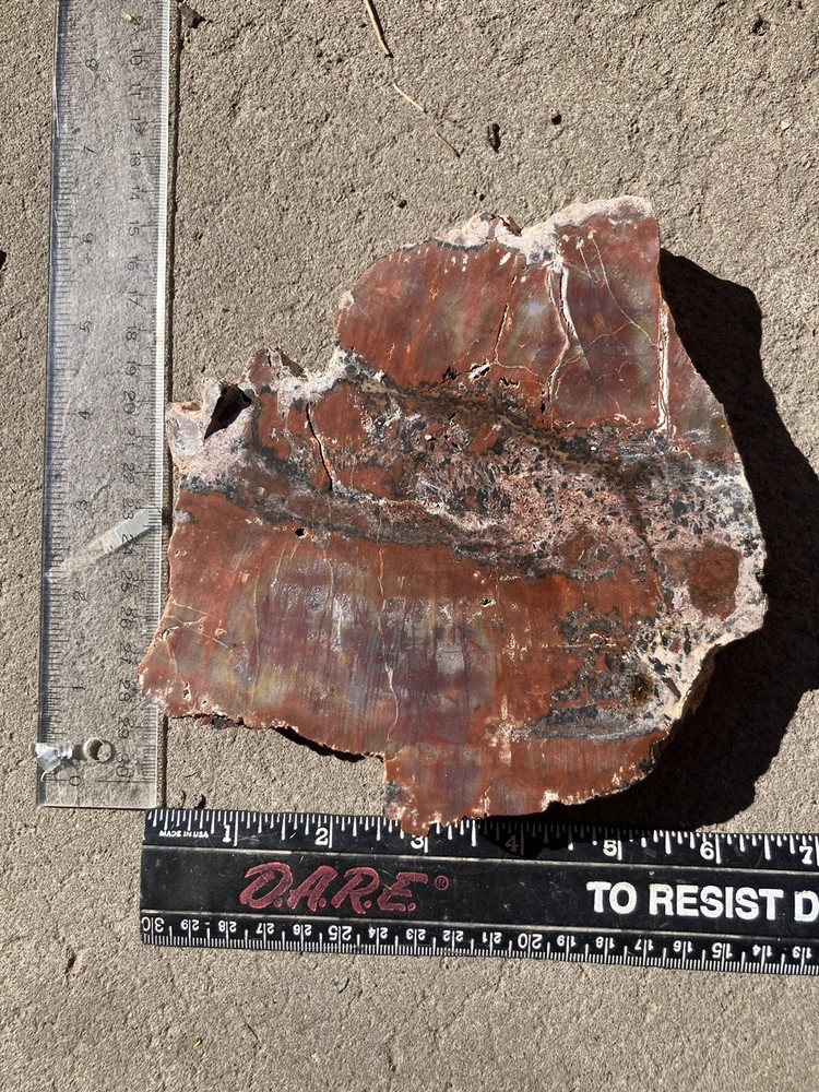 Arizona Petrified Wood