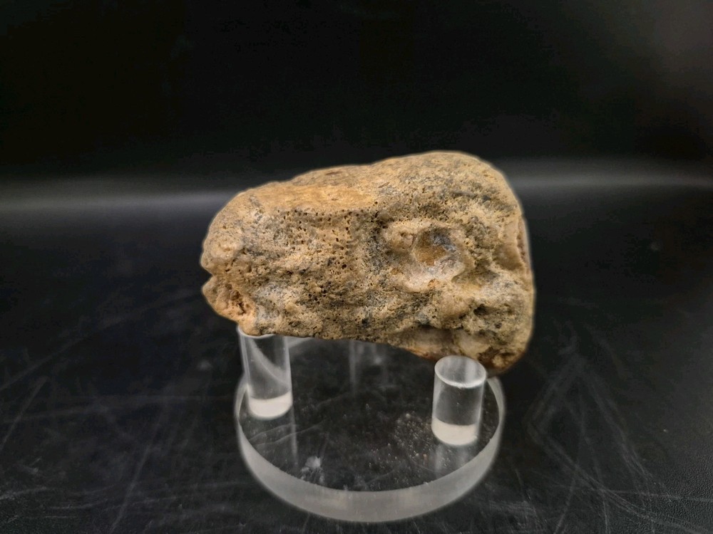 Sauropod Skull Fossil 🦕