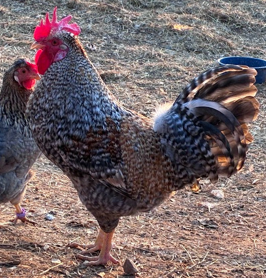 Mars Bars Olive Egger Fertile Hatching Eggs Kit 10++