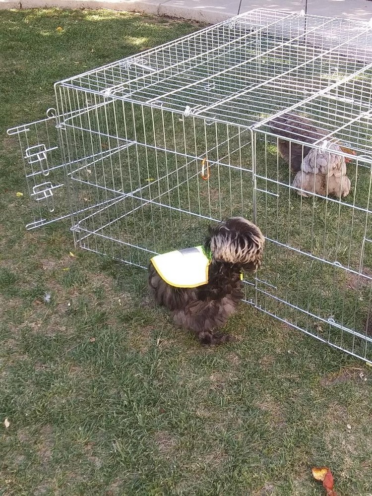 18 Silkie, Satin, Frizzle Hatching Eggs