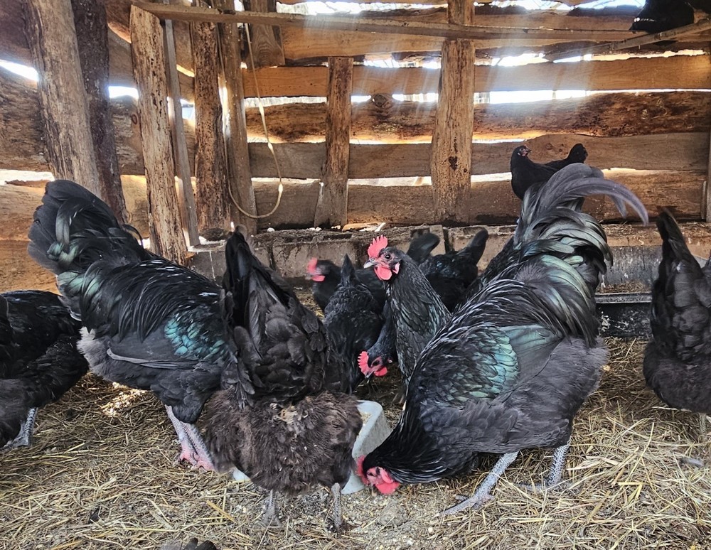 12 Australorp Chicken Hatching Eggs