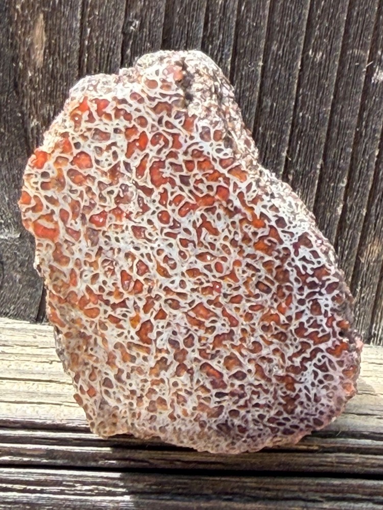 Dinosaur Gem Bone Polished Fossil Display