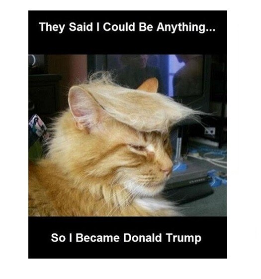 856 - Funny Cat Meme Donald Trump Fridge Refrigerator Magnet