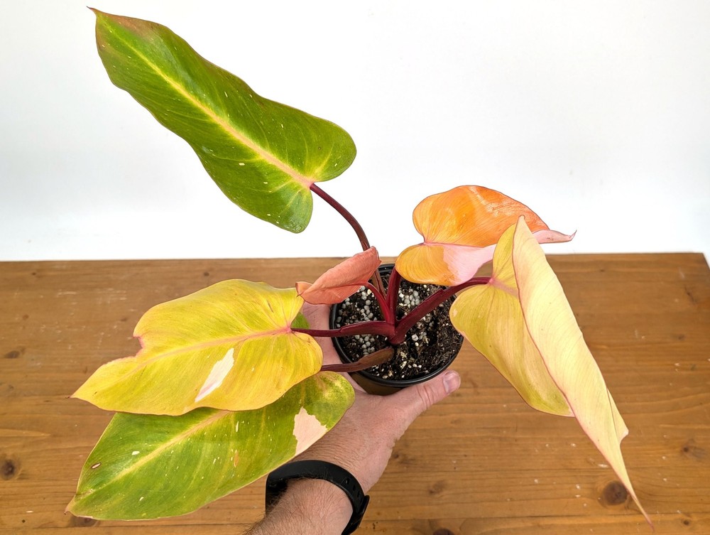 Philodendron Persimmon Princess