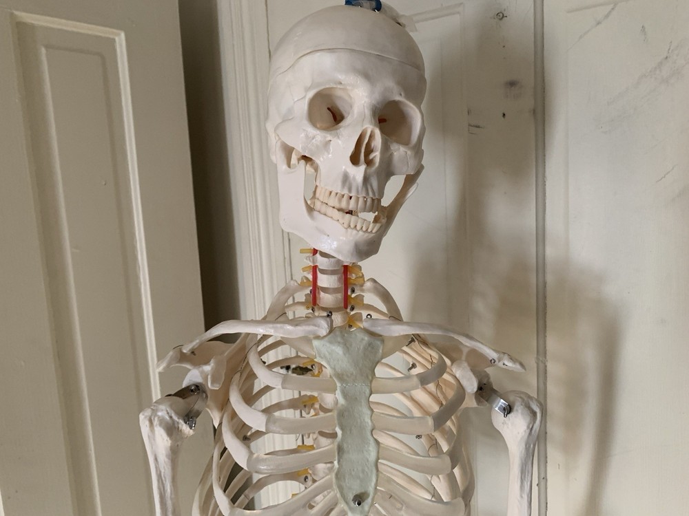 Fantastic Human Skeleton Model