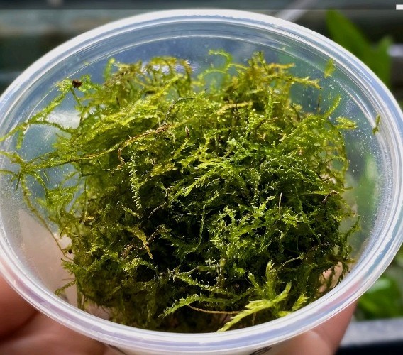 Live Green java Moss Aquarium