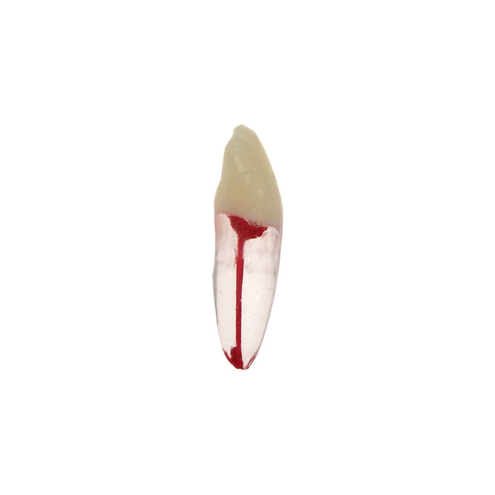 7pcs Dental Endo Kilgore Nissin Type Teeth Root Canal Study Practice Model
