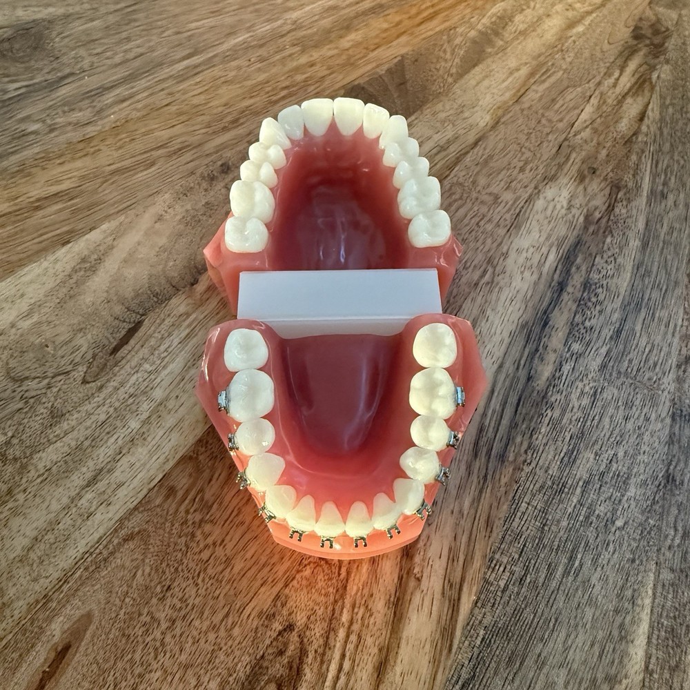Ormco Bonding Typodont - Dental