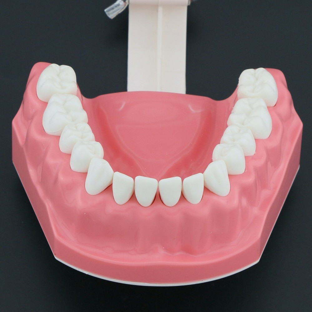 USA Dental Brushing Flossing Practice Teeth Typodonts Model Teaching Studying