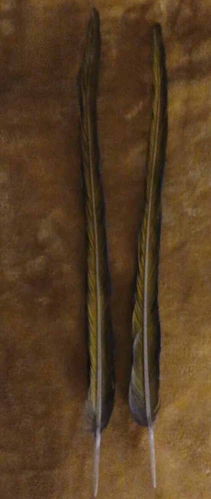 2 Blue & Gold Parrot Tail Feathers 19 Inches