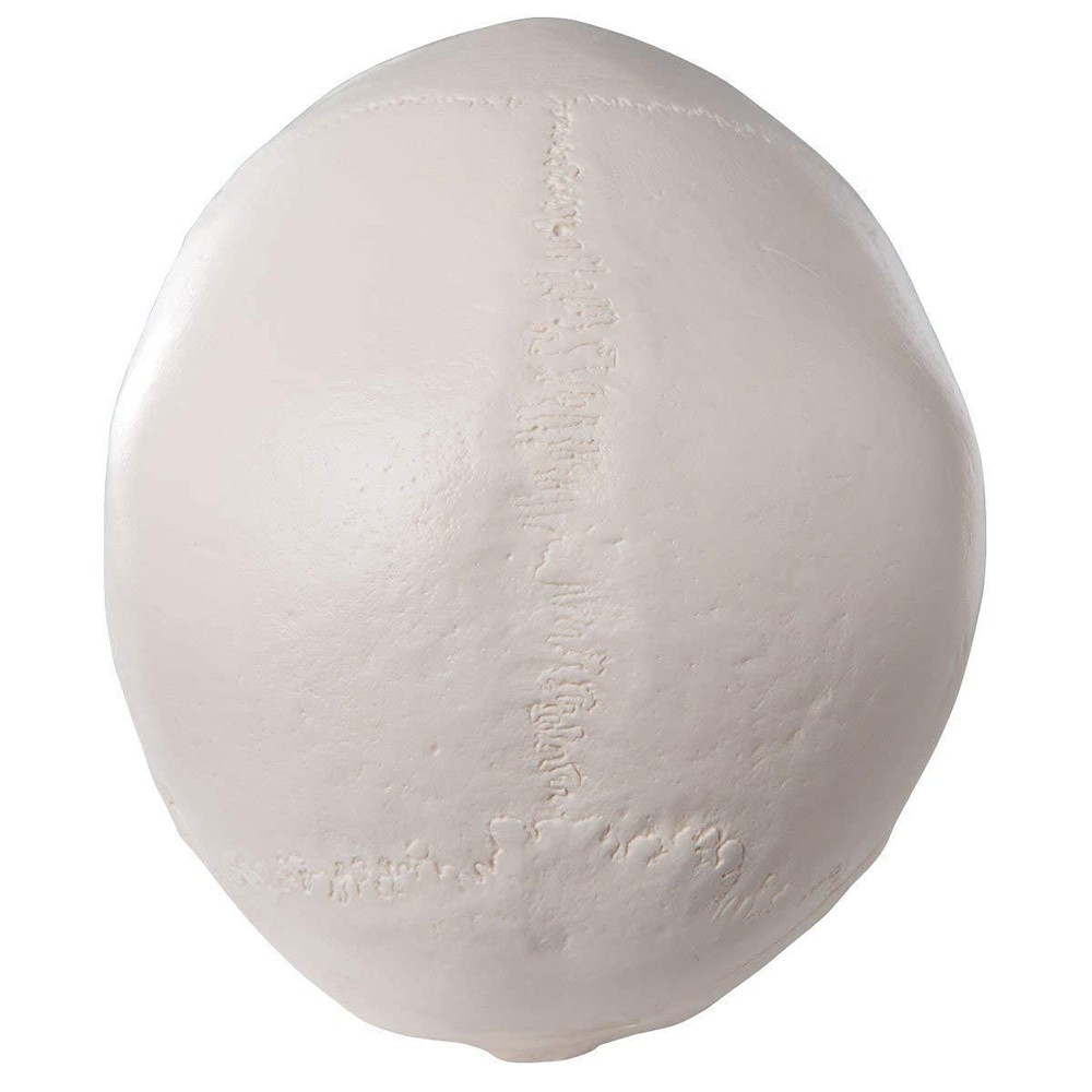 High-Quality Anatomical Human Skull Model with Removable Cap for Students