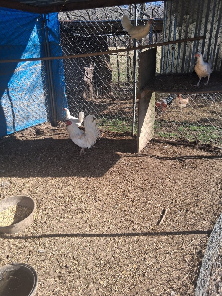 6 White Hatching Eggs