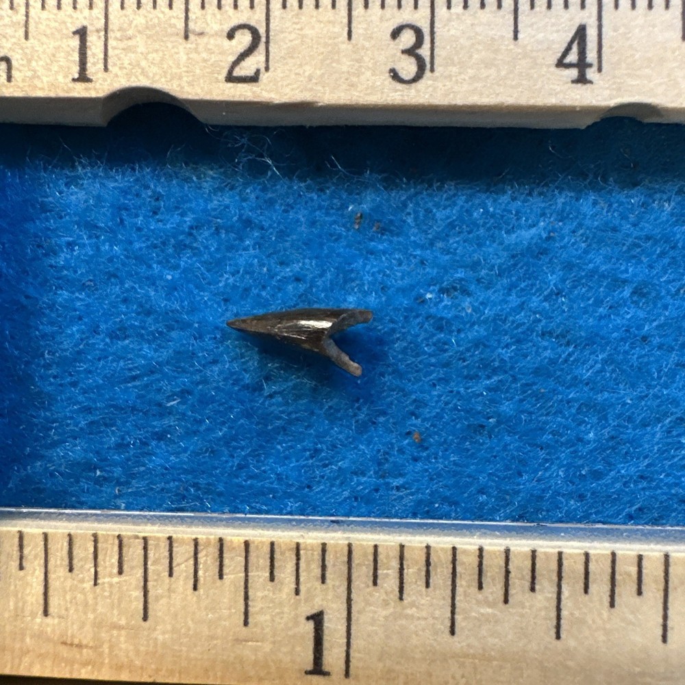 Eryops Tooth Fossil Pre Dinosaur in a Great Display Case