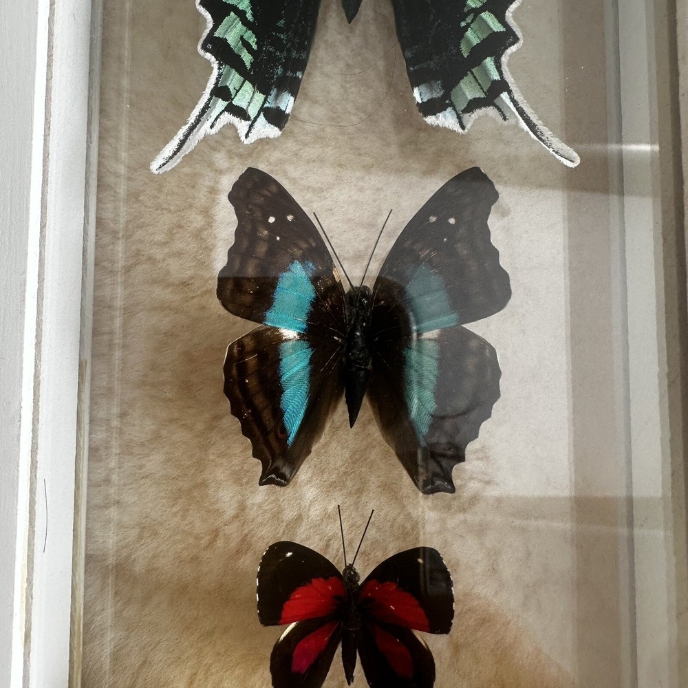 Real Framed Butterfly Specimen Display Shadow Box Swallowtail Entomology Art