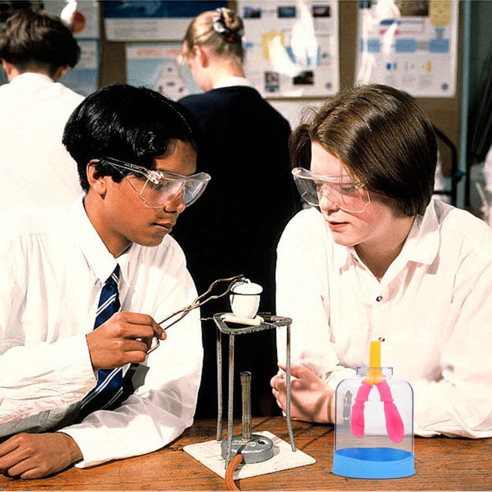 Lung Demonstration Model Function Teaching Aid