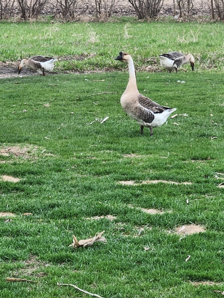 African Goose 3 Hatching Eggs