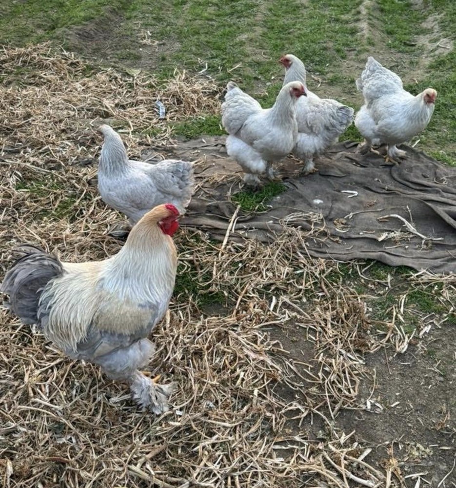 Isabella Brahma Hatching Eggs 6 Eggs