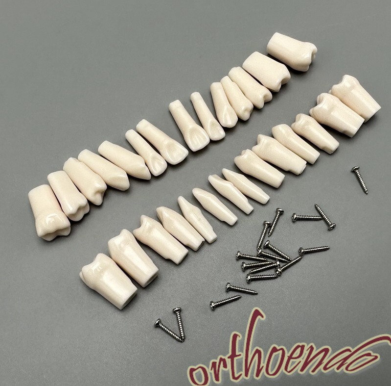 Typodont Model Replacement Teeth Dental Practice Individual Screw in Tooth 28pcs