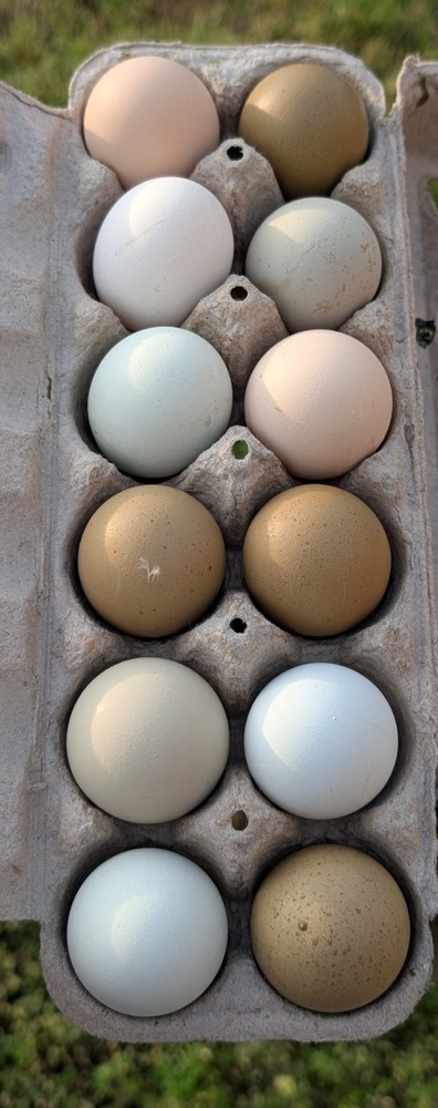 Assorted Chicken Hatching Eggs, Mixed Color,  Rainbow basket eggs .