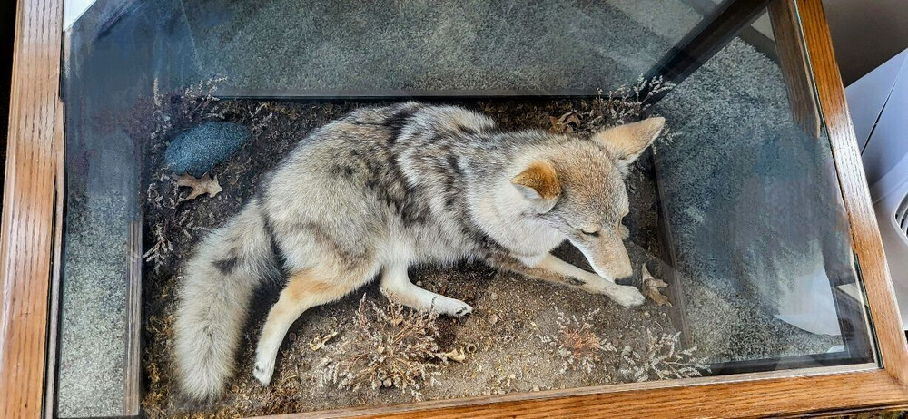 TAXIDERMY COYOTE MOUNT COFFEE TABLE DISPLAY