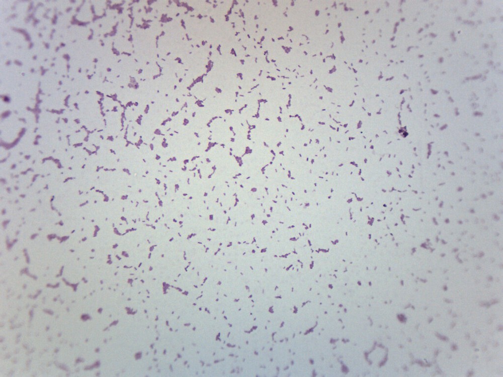 Salmonella Typhi - Gram Neg. - Prepared Slide - 75x25mm - Eisco Labs