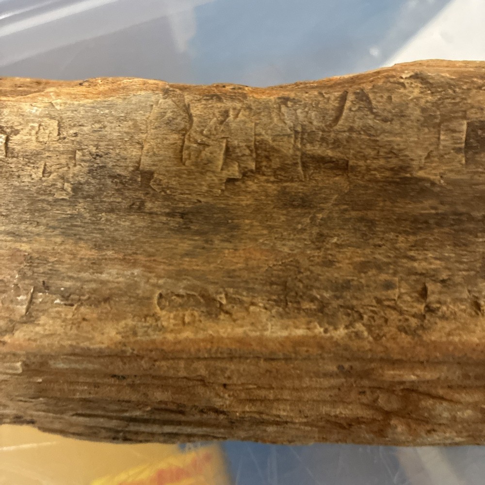 petrified wood rough