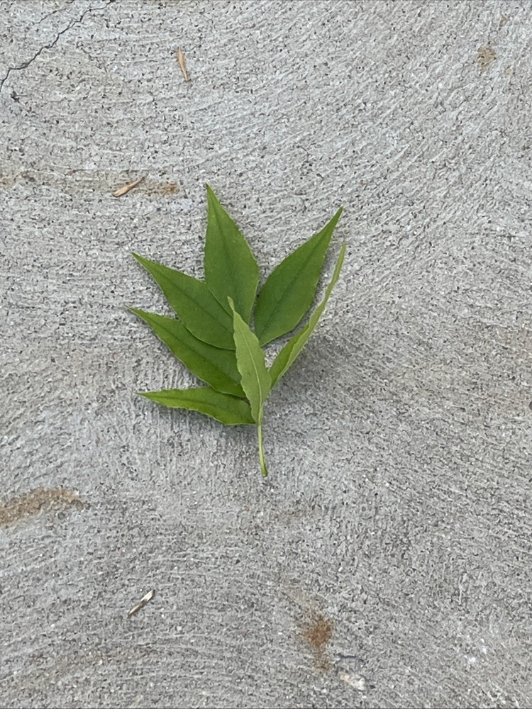 Leaf