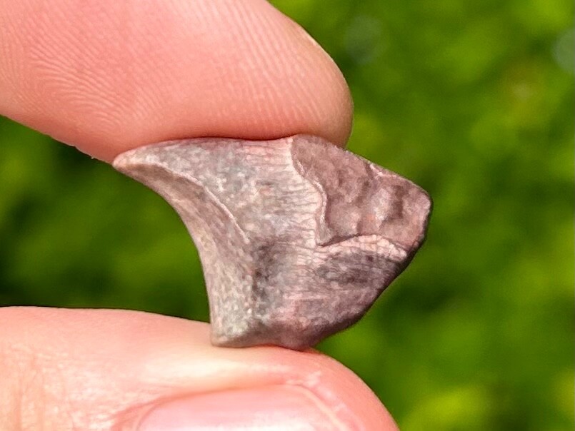Partial Theropod Dinosaur Claw Fossil from Niger Dino Bones Kryptops Eocarcharia