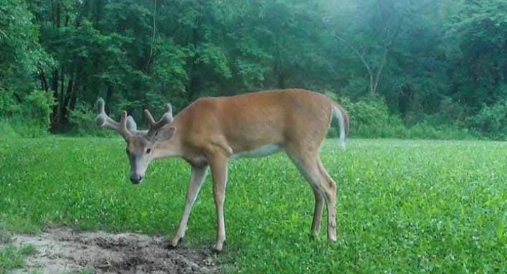 Tag-Out Deer Mineral