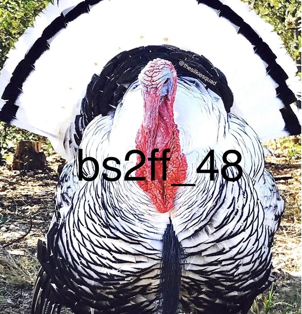 3 Royal Palm Turkey Hatching Eggs