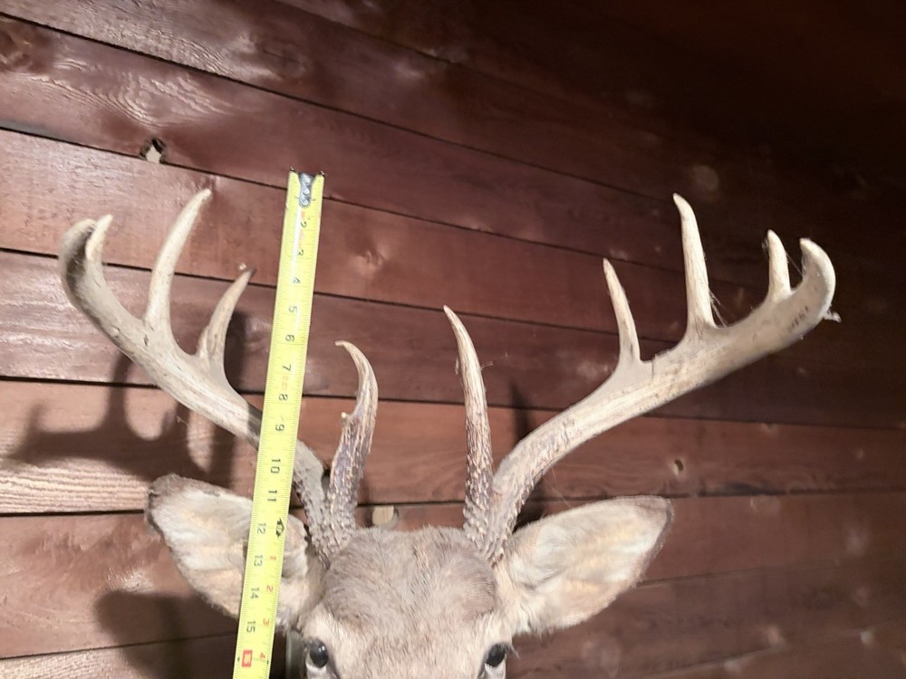 Deer Mount