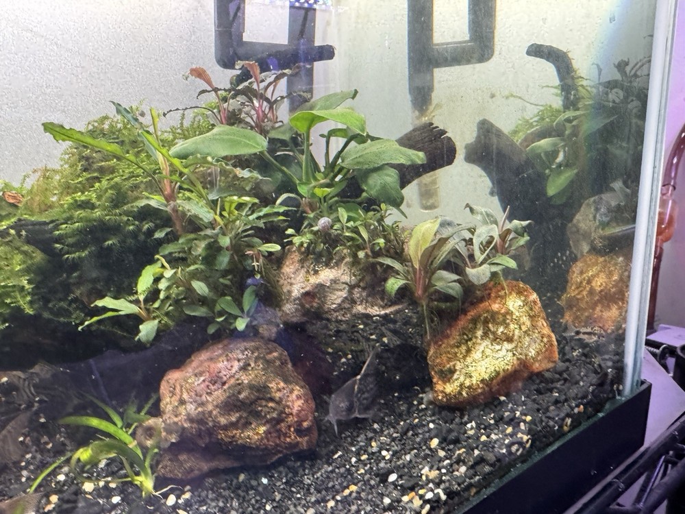 Rock structure with Anubias and misc bucephalandra