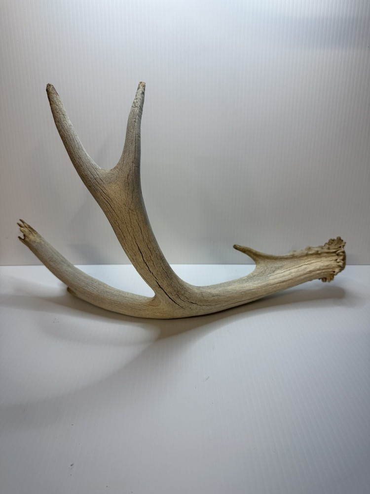2 Animal Antlers Unknown Animal