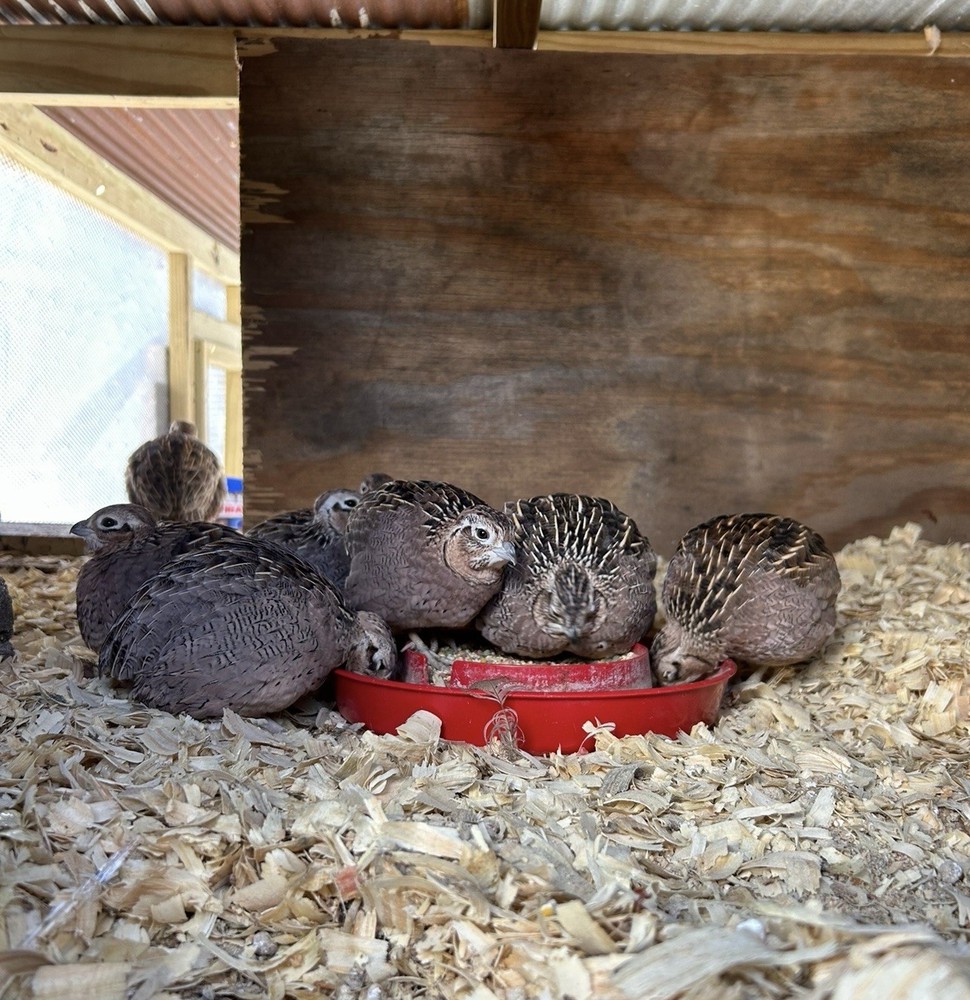 Pre-sale* (6) Mearns Quail Hatching Eggs