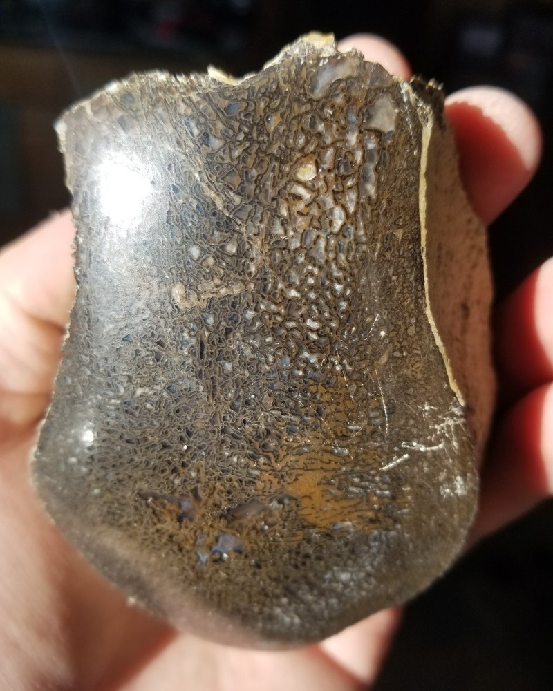 Nice Stegosaurus Vertebra Agatized Split Polished Multicolor Solid Morrison 2+Lb